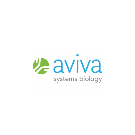 CAV1 Antibody - N-terminal region