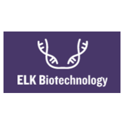 Human ERK1/2(Extracellular Signal Regulated Kinase 1/2) ELISA Kit