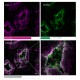 PrEST Antigen ZNF226