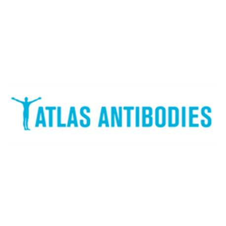 Anti-LCT Antibody 25ul